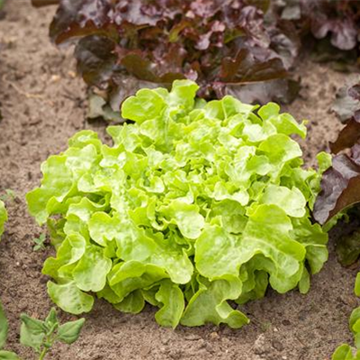 DA HABEN WIR DEN SALAT