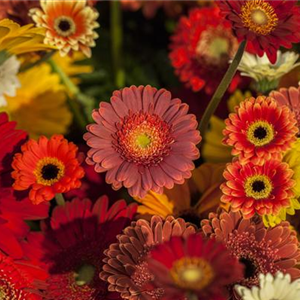 DIE TOP 8 DER WINTERBLUMEN