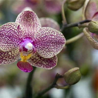 ORCHIDEEN: DIE PERLEN UNTER DEN BLüTENPFLANZEN