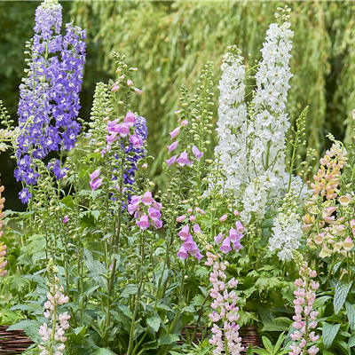 SONNENGARTEN! PERFEKTER MIX MIT STAUDEN, ROSEN UND GEHöLZEN. 