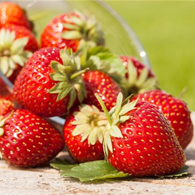 GESUND NASCHEN AUF DEM BALKON!