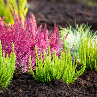 DER HEIDEGARTEN!