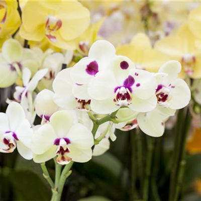 ORCHIDEEN: FREILANDAUFENTHALT IM SOMMER