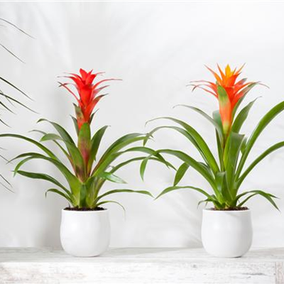 TROPENZAUBER BROMELIEN