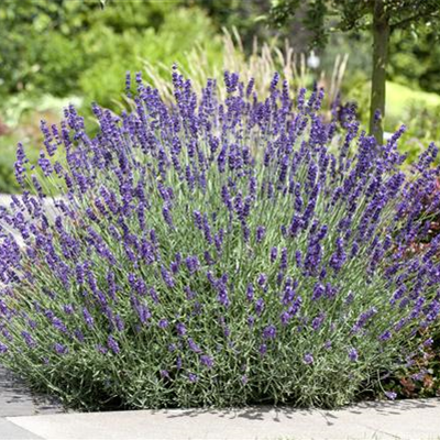 LAVENDEL