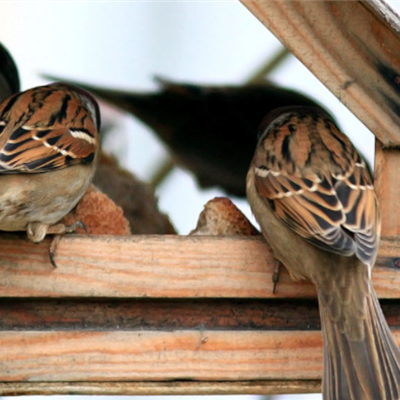 FETTFUTTER FüR VöGEL