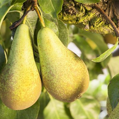 OBSTGARTEN FÜR KINDER