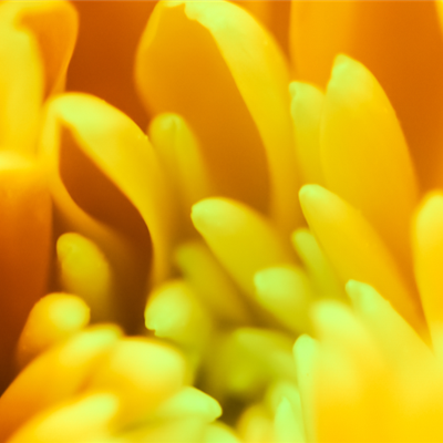 Chrysantheme