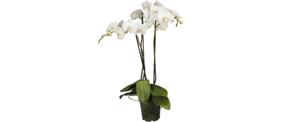 Phalaenopsis 