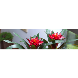 GUZMANIA - HYBRIDE