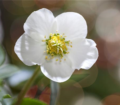 SCHöNE CHRISTROSEN!