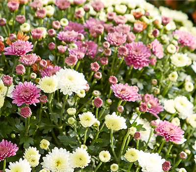 GARTENCHRYSANTHEME