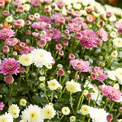 GARTENCHRYSANTHEME