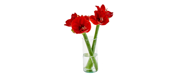 PRACHTVOLLE STERNE! DEKORATIONSWUNDER AMARYLLIS.