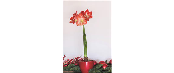 PRACHTVOLLE STERNE! DEKORATIONSWUNDER AMARYLLIS.