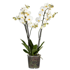 Phalaenopsis 