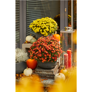 BLüTEN FüR DEN HERBSTBALKON!