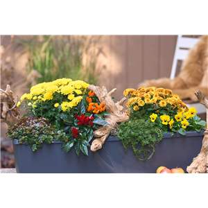 BLüTEN FüR DEN HERBSTBALKON!