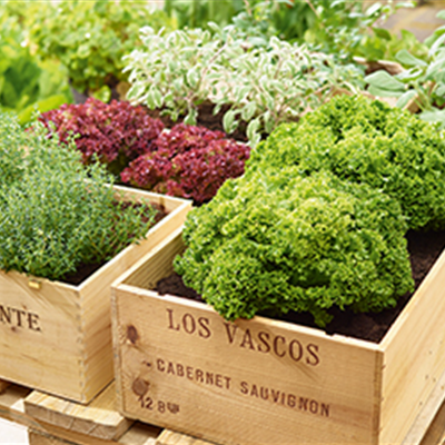 Gemüse-, Kräuter- und Obstgarten im August