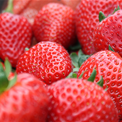 Jetzt Erdbeeren pflanzen