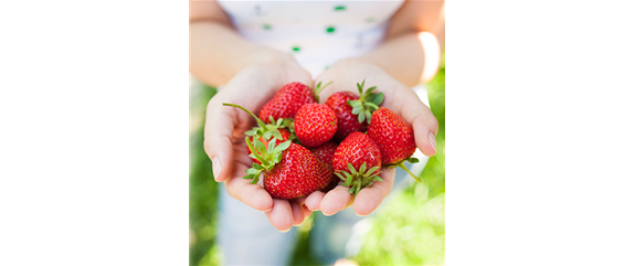 Jetzt Erdbeeren pflanzen