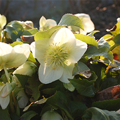 Ziergarten im Dezember