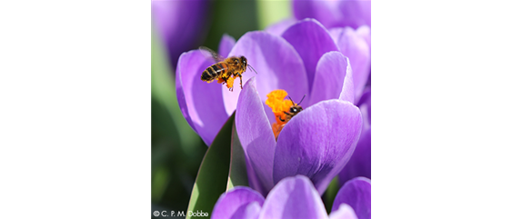 Bienenfreundliche Blumenzwiebeln