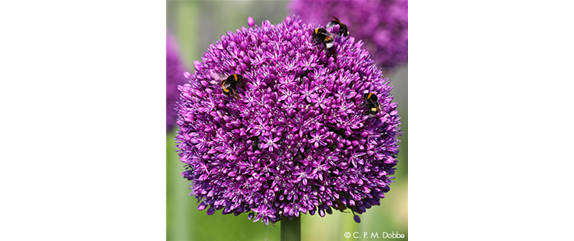 Bienenfreundliche Blumenzwiebeln