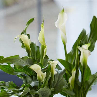 PFLANZE DES MONATS FEBRUAR: CALLA