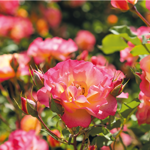 Pflanze des Monats Juli: ROSE