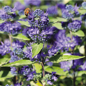 PFLANZE DES MONATS AUGUST: BARTBLUME