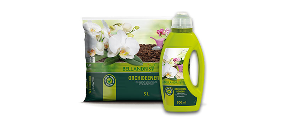 Orchideenblüte